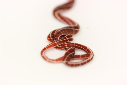 Fig. 6: Tubulanus superbus (K&ouml;lliker, 1845) (Bilder: Alice Scherges, 2015)